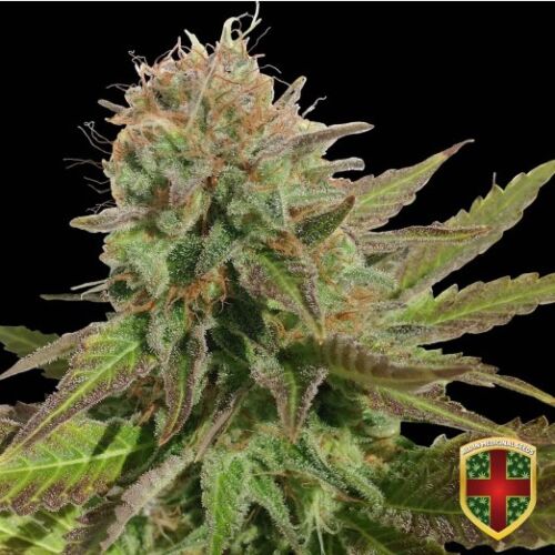 Queen Purple Auto - All-in Medicinal Seeds