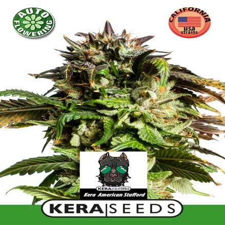 American Stafford Auto - Kera Seeds