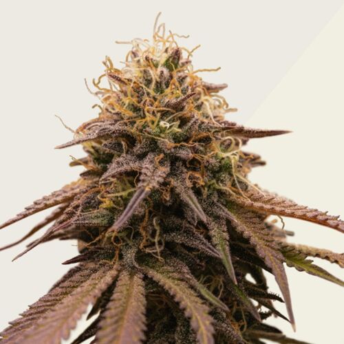 American Stafford Auto - Kera Seeds