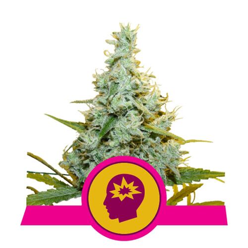 AMG - Royal Queen Seeds