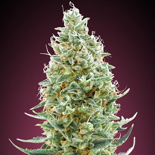 Amnesia Fast - Advanced Seeds