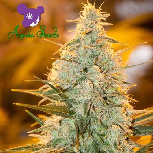 Amnesia Flash - Anesia Seeds