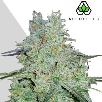 Amnesia Haze Auto - Auto Seeds