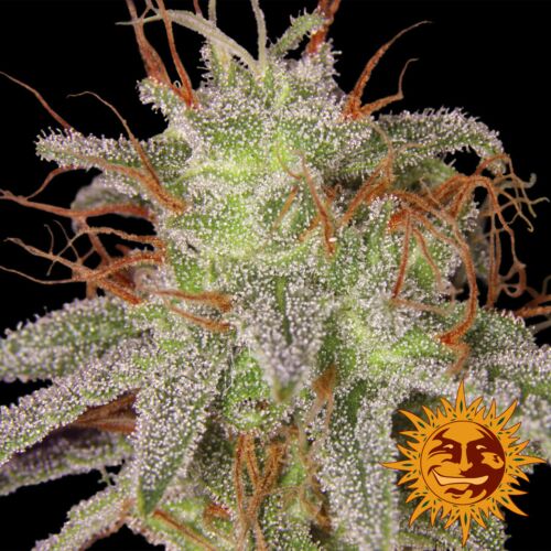 Amnesia Lemon - Barney's Farm