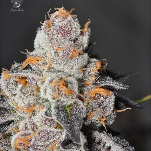 Anesia Scout Cookies - Anesia Seeds