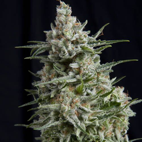 Anesthesia CBD - Pyramid Seeds