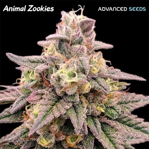 Animal Zookies - Advanced Seeds