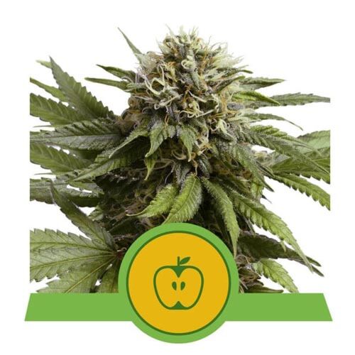 Apple Fritter Auto - Royal Queen Seeds