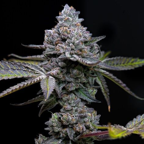 Apple Fritter - Barney's Farm