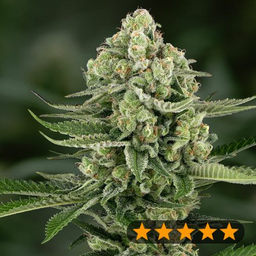5Star Apple Fritter - PowerStrains