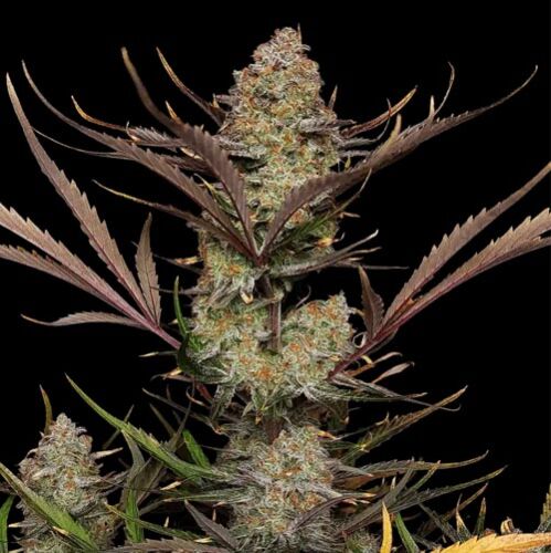 Apple Strudel Auto - FastBuds