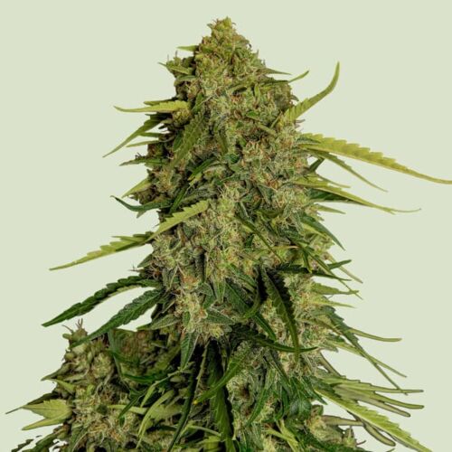 Atlas F1 Hybrid - Royal Queen Seeds