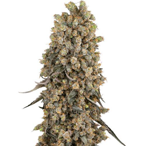 Atomic Blue Dream - Sensi Seeds