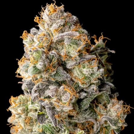 Acai Mintz Auto - Advanced Seeds