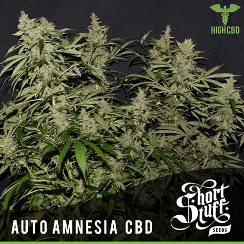Auto Amnesia CBD - Short Stuff