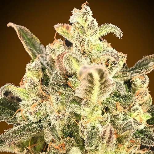 Auto Biodiesel Mass XXL - Advanced Seeds