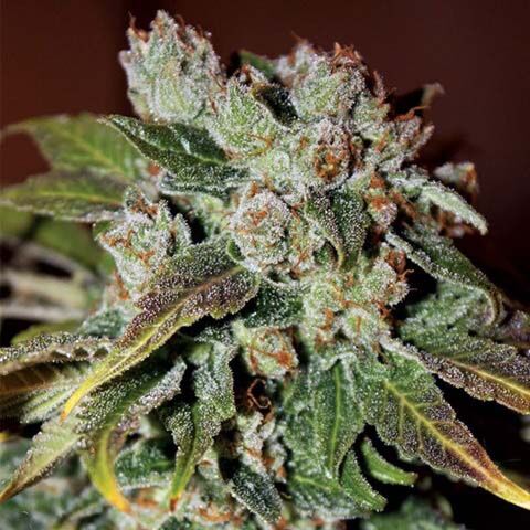 Auto Blueberry Banana - Anesia Seeds