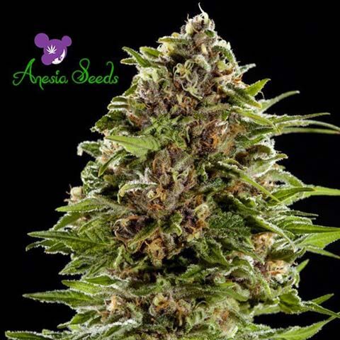 Auto BubbleGum - Anesia Seeds