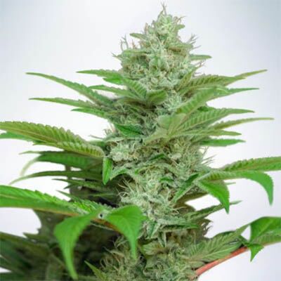 Auto CBD Star - Ministry of Cannabis