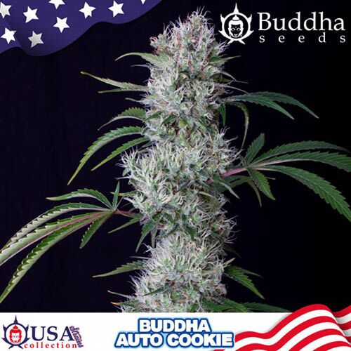 Auto Cookie - Buddha Seeds