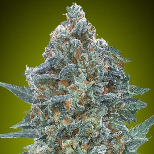Auto Critical Lemon CBD - Advanced Seeds