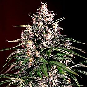 Auto Dosi - G13 Labs Seeds