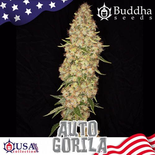 Auto Gorila - Buddha Seeds