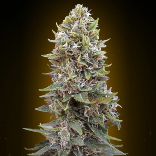 Auto Hashchis Berry - 00 Seeds