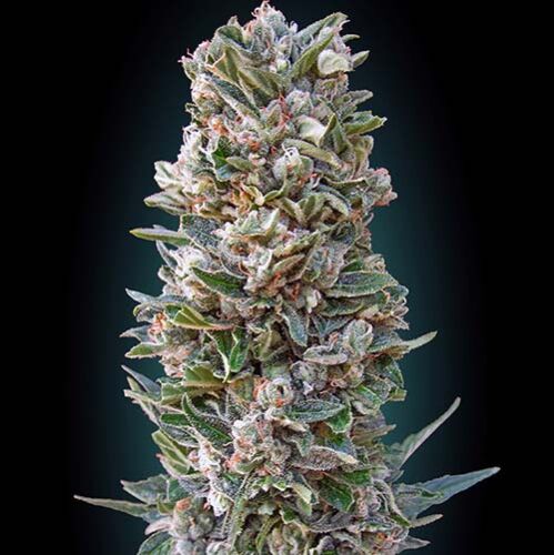 Auto Heavy Bud - Advanced Seeds