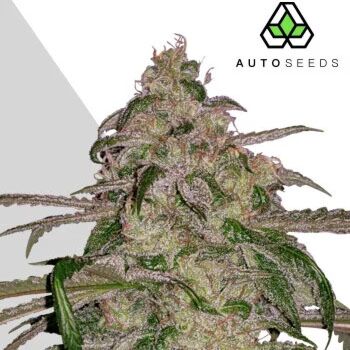 Auto Moonrocks - Auto Seeds