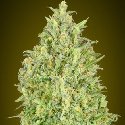 Auto Pineapple Glue - Advanced Seeds