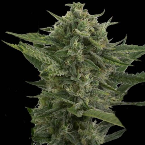 Auto Reek'n - Devils Harvest