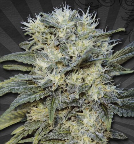 Auto Chemdog Autoflower - Auto Seeds