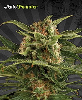 Auto Pounder - Auto Seeds