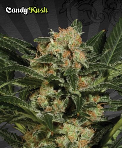 Candy Kush Autoflower - Auto seeds