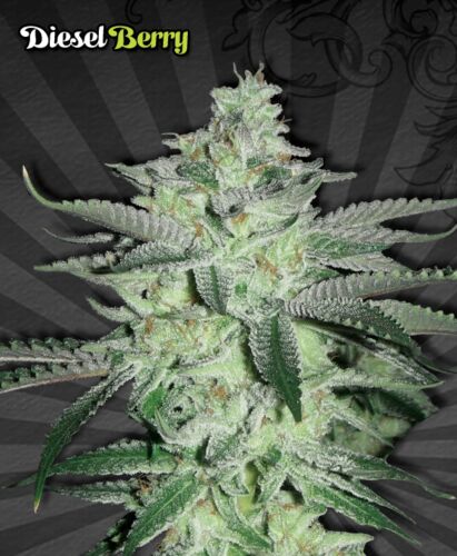 Diesel Berry Autoflower - Auto seeds