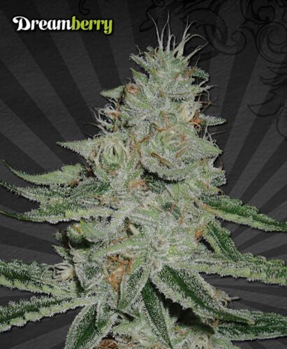 Dreamberry - Auto seeds