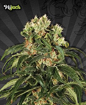 Hijack Autoflower - Auto seeds