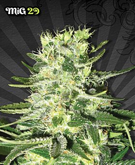 Mig-29 Autoflower - Auto seeds