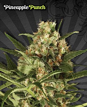 Pineapple Punch Autoflower - Auto Seeds