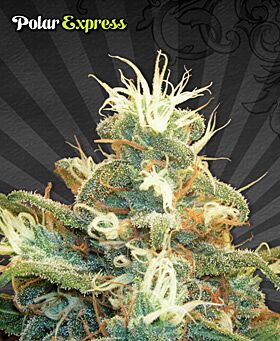 Polar Express Autoflower - Auto seeds