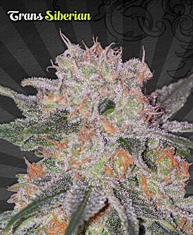 Trans Siberian Autoflower - Auto seeds