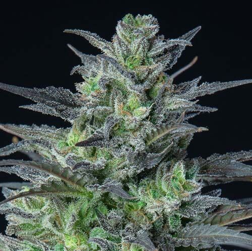 Auto Sleepy Joe - Anesia Seeds