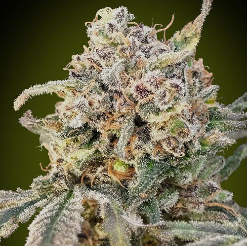 Auto Somango Glue - Advanced Seeds