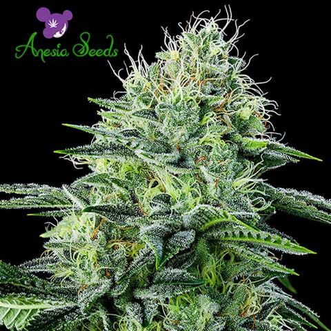 Auto Strawberry Banana - Anesia Seeds