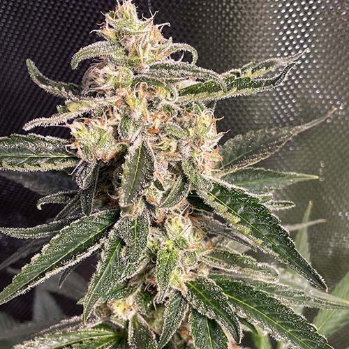 Auto Sweet Donkey - Ministry of Cannabis