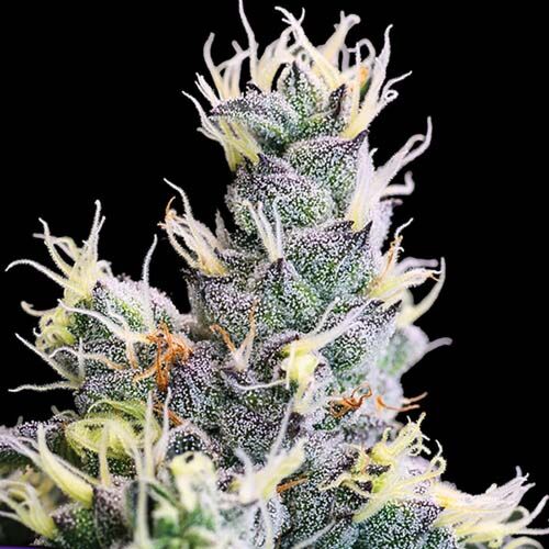 Auto Yuhbary - Anesia Seeds