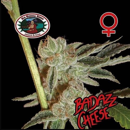 Badazz Cheese - Big Buddha Seeds