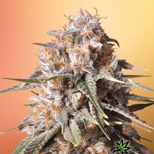 Baked Bomb Auto - Bomb Seeds