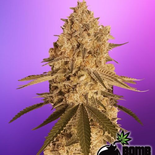 Baked Bomb - Bomb Seeds